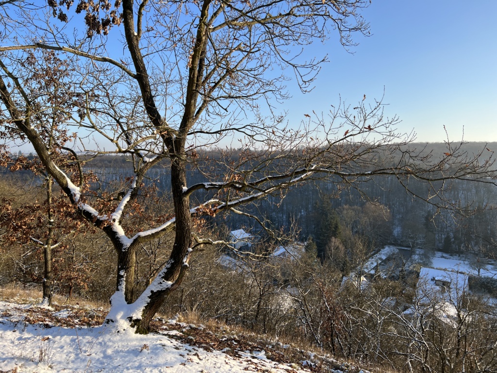 11.12.2022 - Procházka s Mirkou