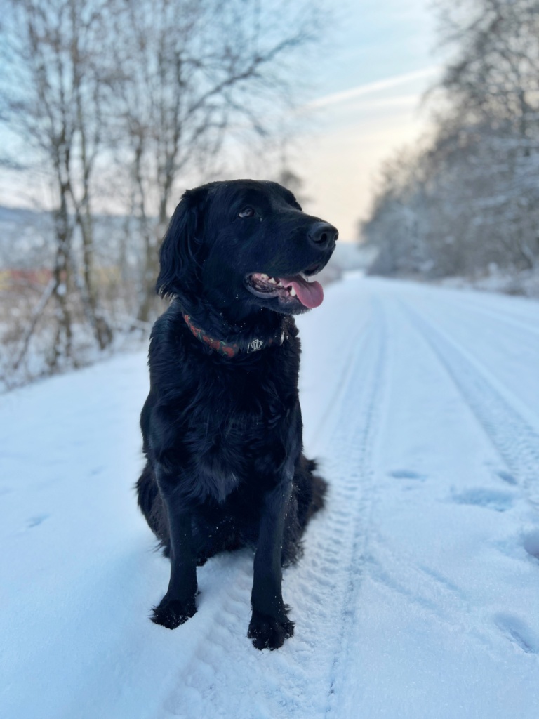 15.12.2022 - Zkouška dogtrekingu - nejde to!