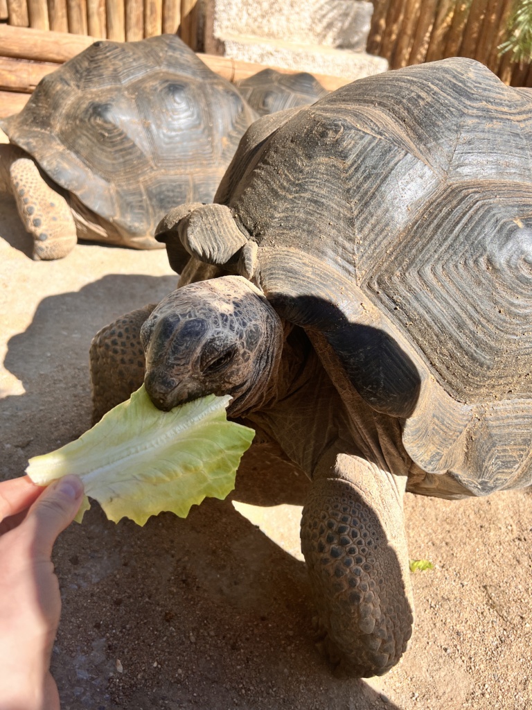 26.2.2024 - Jardin del papagayo