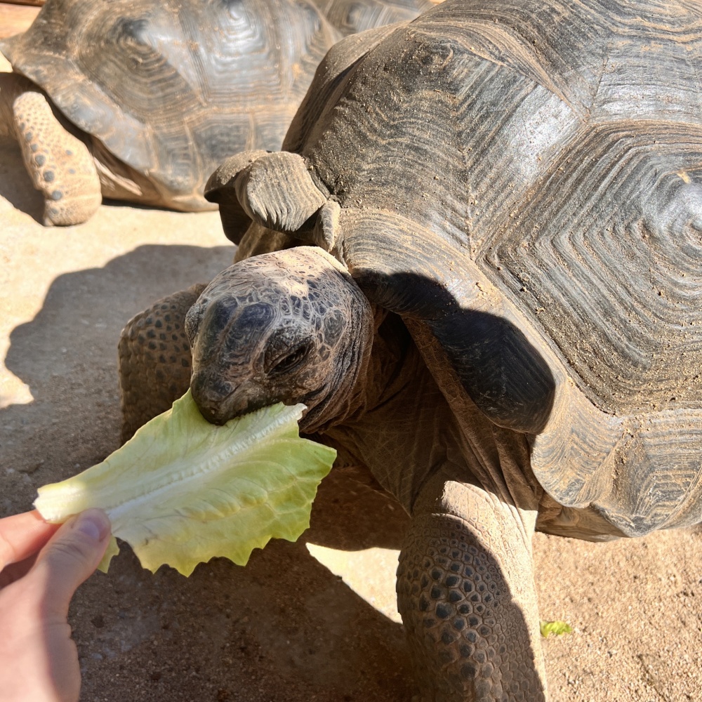 26.2.2024 - Jardin del papagayo